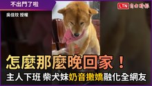 怎麼那麼晚回家！ 主人下班 柴犬妹「奶音撒嬌」融化全網友