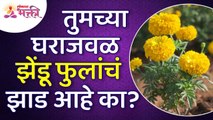 तुमच्या घराजवळ झेंडू फुलांचं झाड आहे का? Marigold Flower Information | Marigold Plant |Lokmat Bhakti