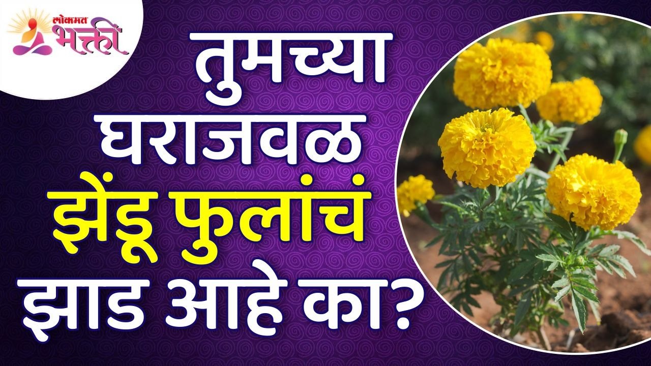 तुमच्या घराजवळ झेंडू फुलांचं झाड आहे का? Marigo...