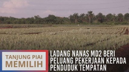 Ladang nanas MD2 beri peluang pekerjaan kepada penduduk tempatan
