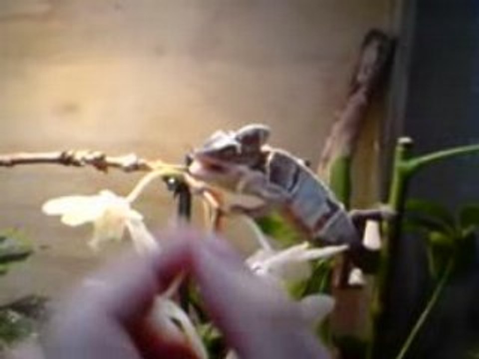 Le Caméléon qui mange en pleine mue.