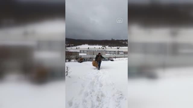 Yılkı atları için karla kaplı yaylalara yem bırakıldı
