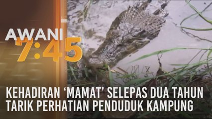 Kehadiran 'Mamat' selepas dua tahun tarik perhatian penduduk kampung