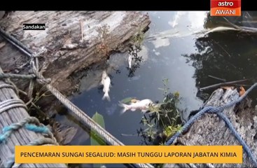 Pencemaran Sungai Segaliud: Masih tunggu laporan Jabatan Kimia