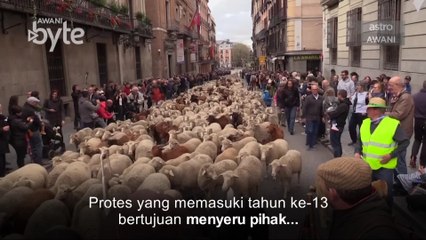 #AWANIByte: 700 kambing biasa dan baka biri-biri sertai protes proses urbanisasi di Madrid