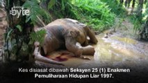 #AWANIByte: Lagi gajah Pygmy Borneo mati ditembak