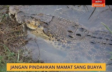 Jangan pindahkan Mamat sang buaya