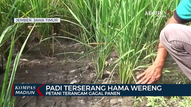 Padi Terserang Hama Wereng, Petani Terancam Gagal Panen