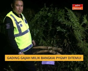 Gading gajah milik bangkai pygmy ditemui