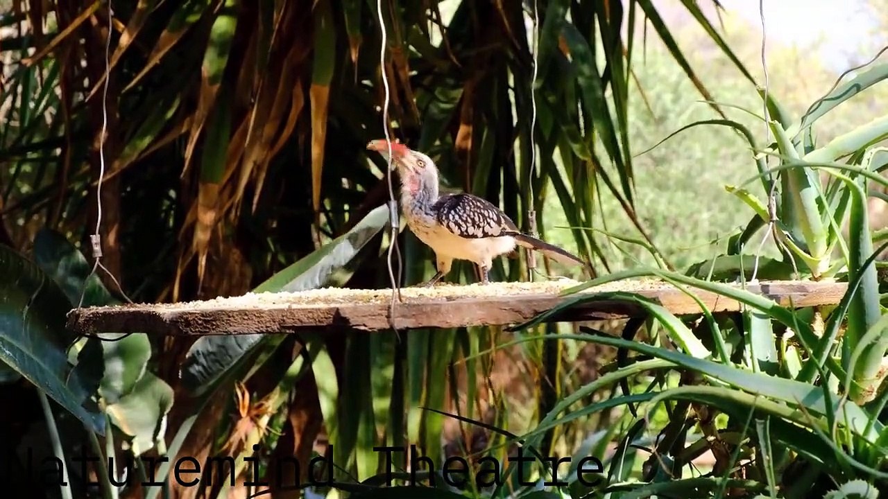 Relaxing Birds Chirping For Healing | Meditation, Soothing, Sleep, Yoga, Study And More