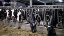 El sector lácteo sufre por la huelga de transportes y empieza a tirar leche