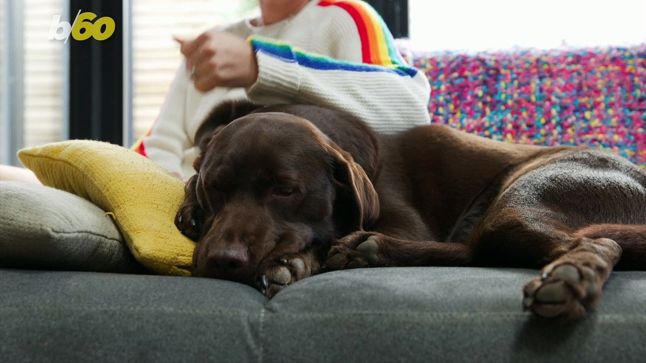Your Dog’s Barks Mean Something