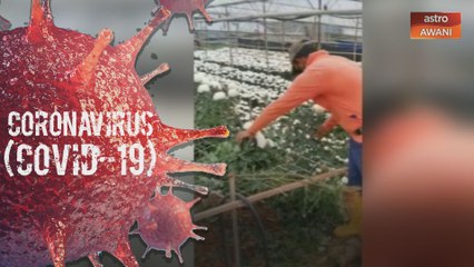 Petani Cameron Highlands rugi RM12 juta sejak PKP dikuatkuasakan