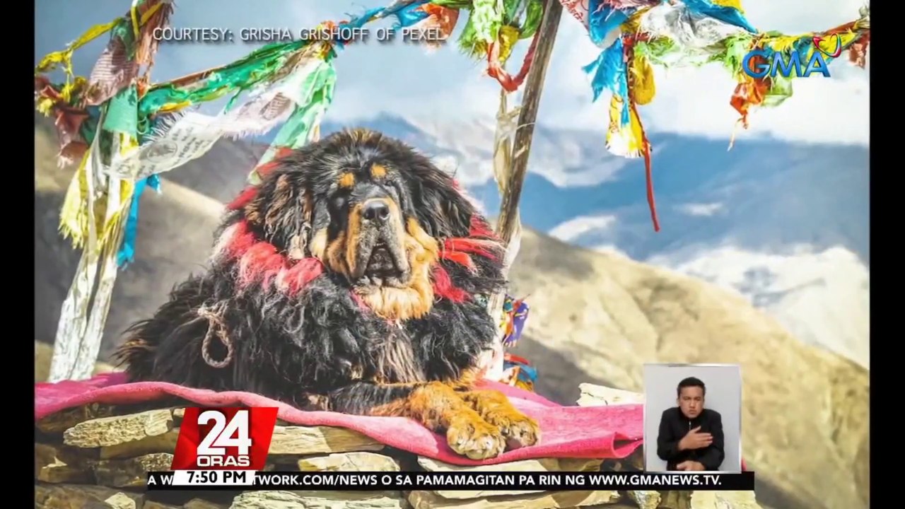 KuyaKimAnoNa Tibetan Mastiff Isa Sa Mga Pinakamahal Na Aso Na Aabot Sa Mahigit 1 M O