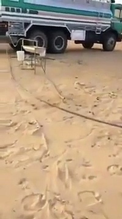 Thirsty jerboa drinking water