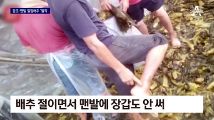 ‘맨발·꽁초’ 절임배추…中 ‘알몸 배추’ 이어 또 논란