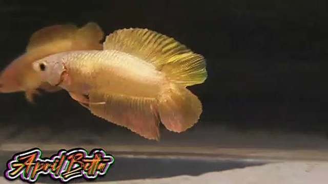Betta fish Double tail plakat 24k gold