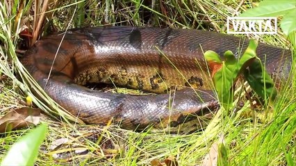 Ngeri!! Ikan Ini Hobi Gigit Penis dan Giginya Mirip Gigi Manusia