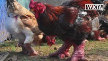 BIKIN MELOTOT!! Inilah 5 Spesies Ayam Dengan Bentuk Aneh Dan Unik