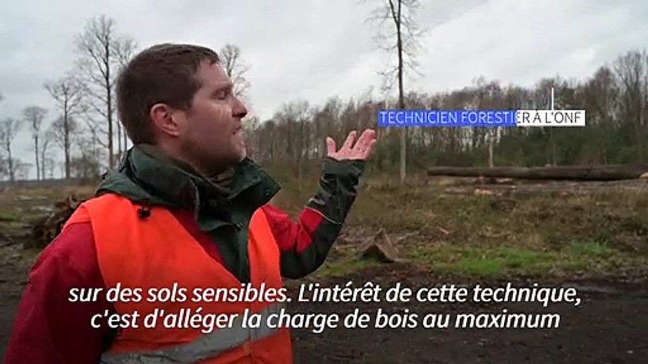 Sarthe: en forêt de Bercé, les chênes "volent"...