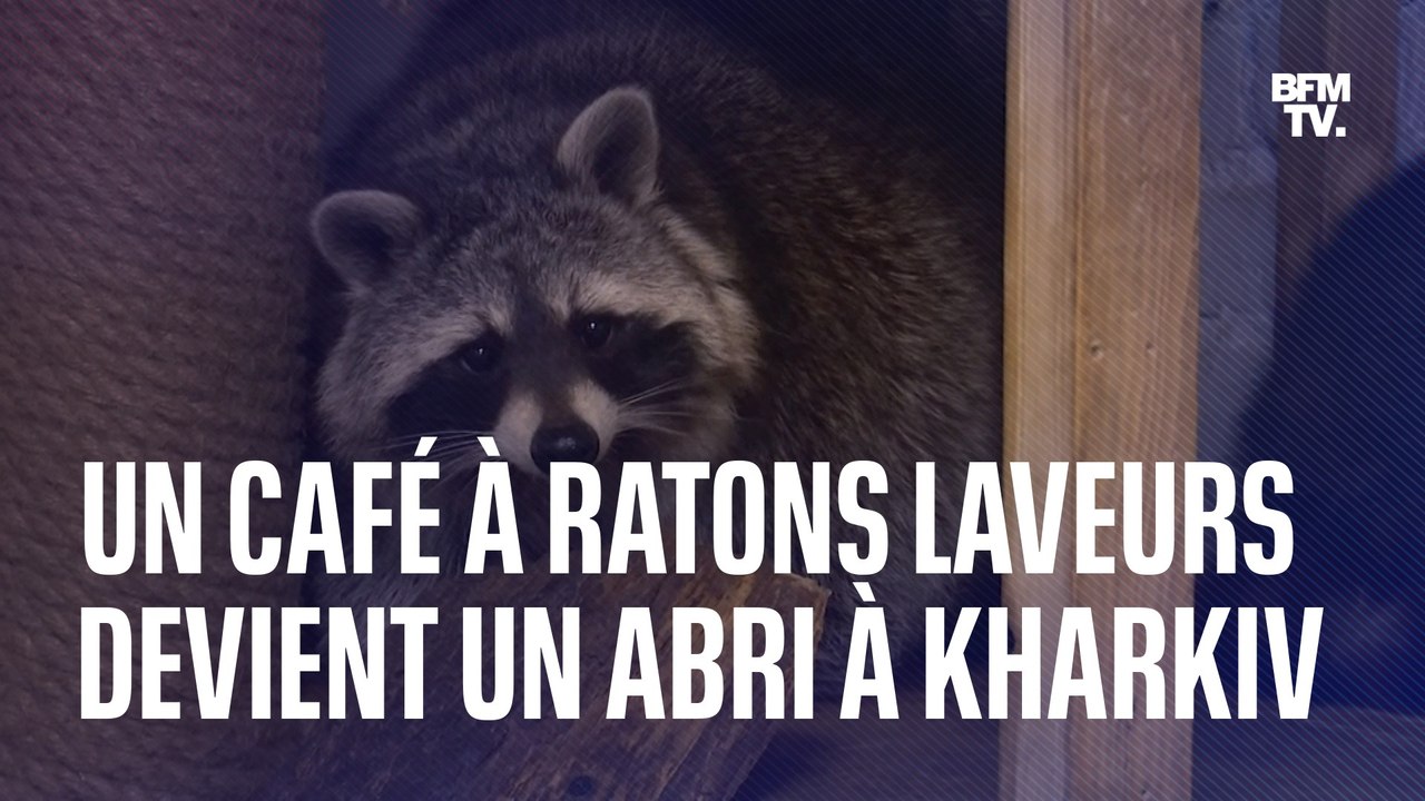 Guerre en Ukraine: à Kharkiv, ce café à ratons laveurs a été transformé en abri