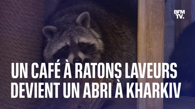 Guerre en Ukraine: à Kharkiv, ce café à ratons laveurs a été transformé en abri