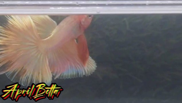 Betta fish halfmoon 24k gold