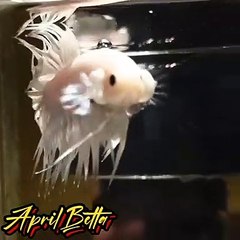 Betta fish crown tail white plattinum