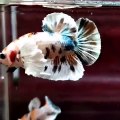 Betta fish plakat dumbo ear / elephant ear