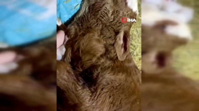 Kastamonu’da doğan buzağının kalbi boynunda atıyor