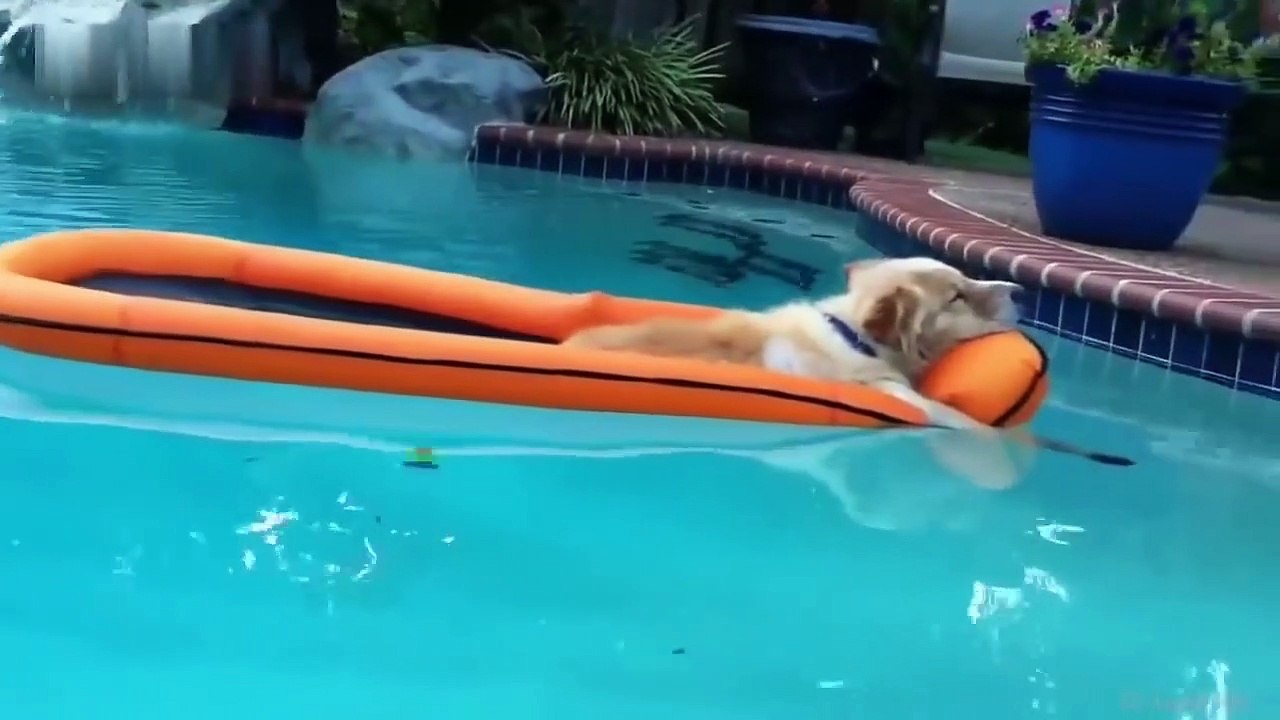 A dog that absolutely laughs does something that is impossible ★ Happenings of funny dogs, failure image collection # 46：「絶対に笑う」あり得ないことをする犬★おもしろい犬のハプニング, 失敗画像集 #46