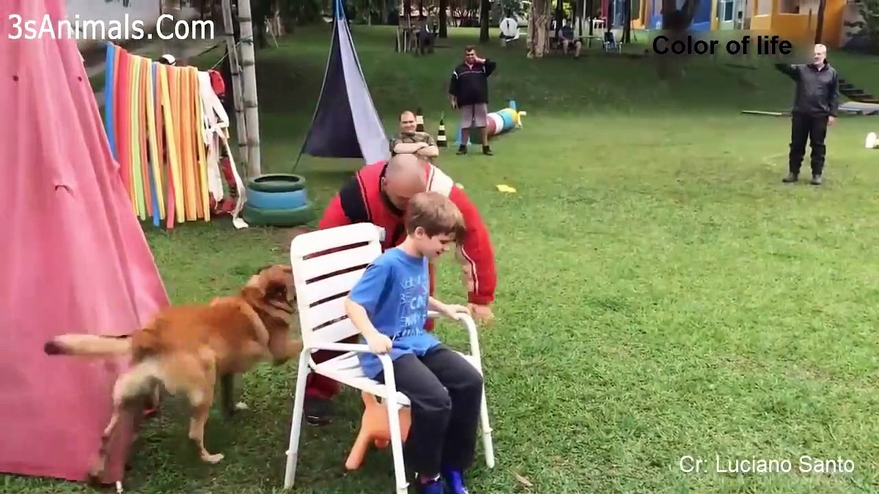 Dogs desperately protecting human children like moms 2019 (new)：お母さんのように人間の子供を必死で守る犬たち 2019 ( new)