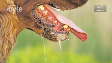 #AWANIByte: Apakah Penyakit Rabies?