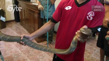 #AWANIByte: Seramnya! Ular Tedung Selar selinap masuk rumah ketika keluarga sedang leka tonton TV