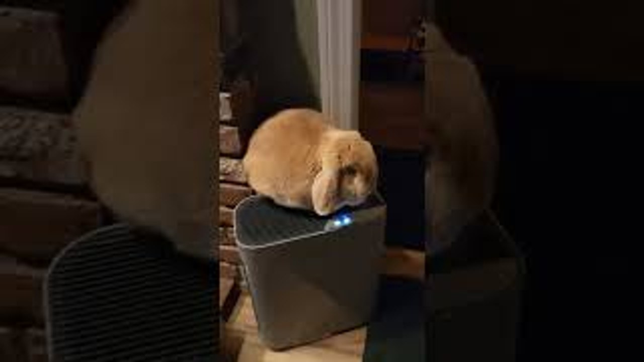 Zero Fluffs Given