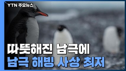 온도 상승에 펭귄 남쪽으로..."남극 해빙 면적 사상 최저" / YTN