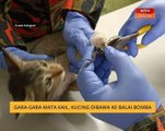 Gara-gara mata kail, kucing dibawa ke balai bomba