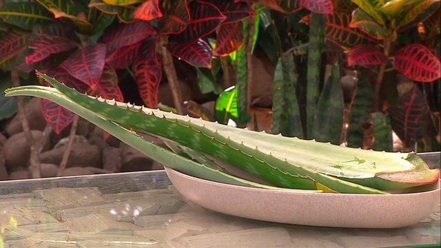 bd-hablamos-sobre-uso-de-la-sabila-para-tratar-quemaduras-160322