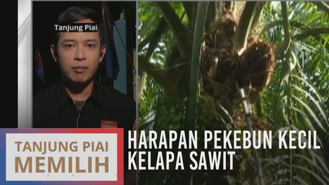 Tanjung Piai Memilih: Harapan pekebun kecil kelapa sawit