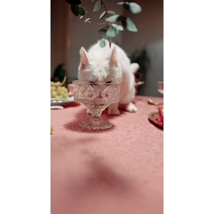 Funny Animals|Comedy funny video