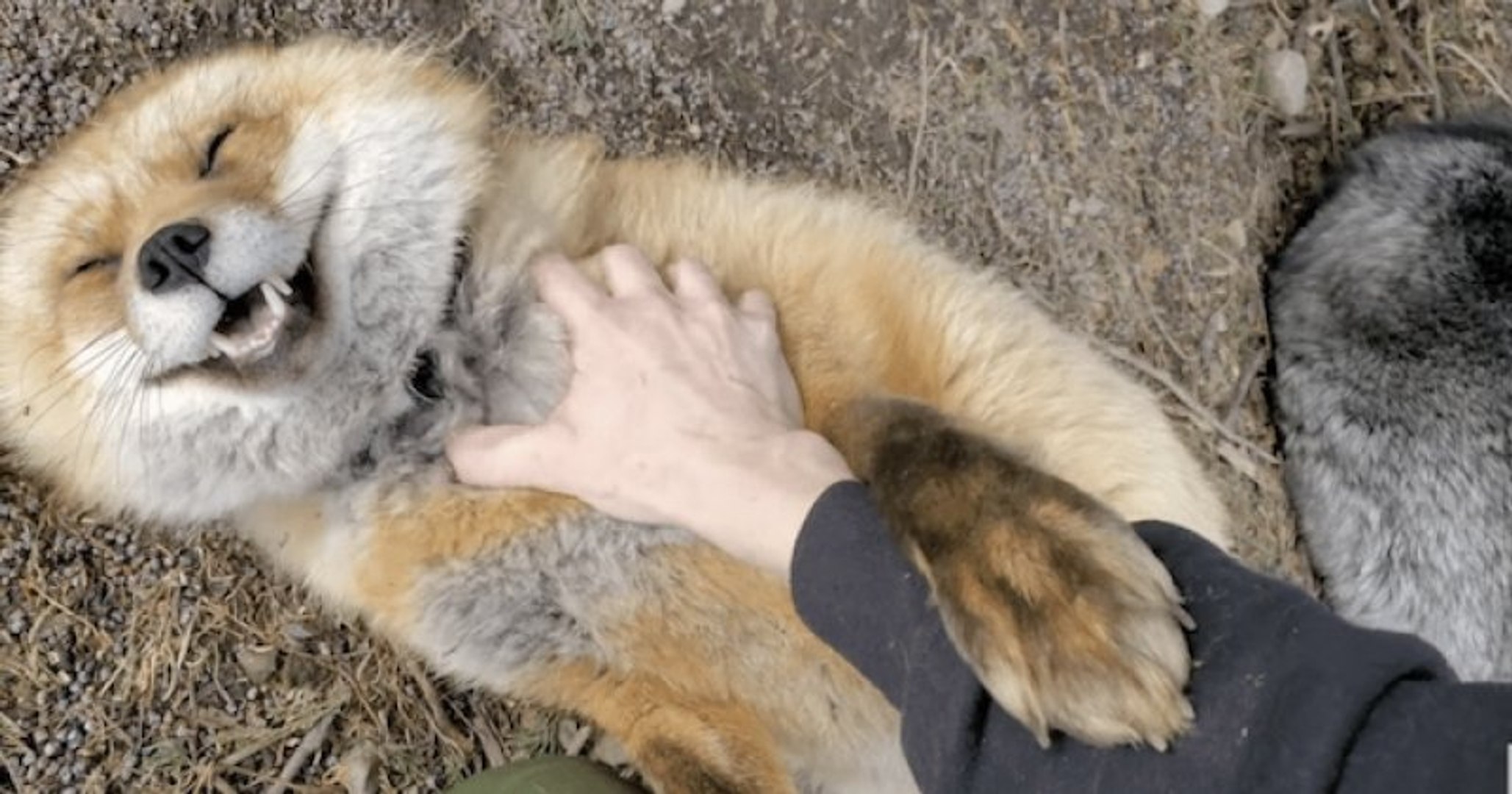Le Rire De Ce Renard Roux Risque De Faire Fondre Votre Coeur Video Dailymotion