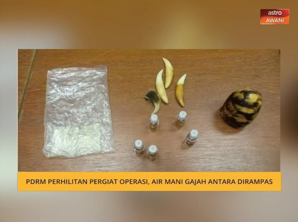 PDRM, Perhilitan pergiat operasi, air mani gajah antara dirampas