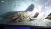 Les images d'un requin momifié capturées dans un aquarium abandonné en Espagne