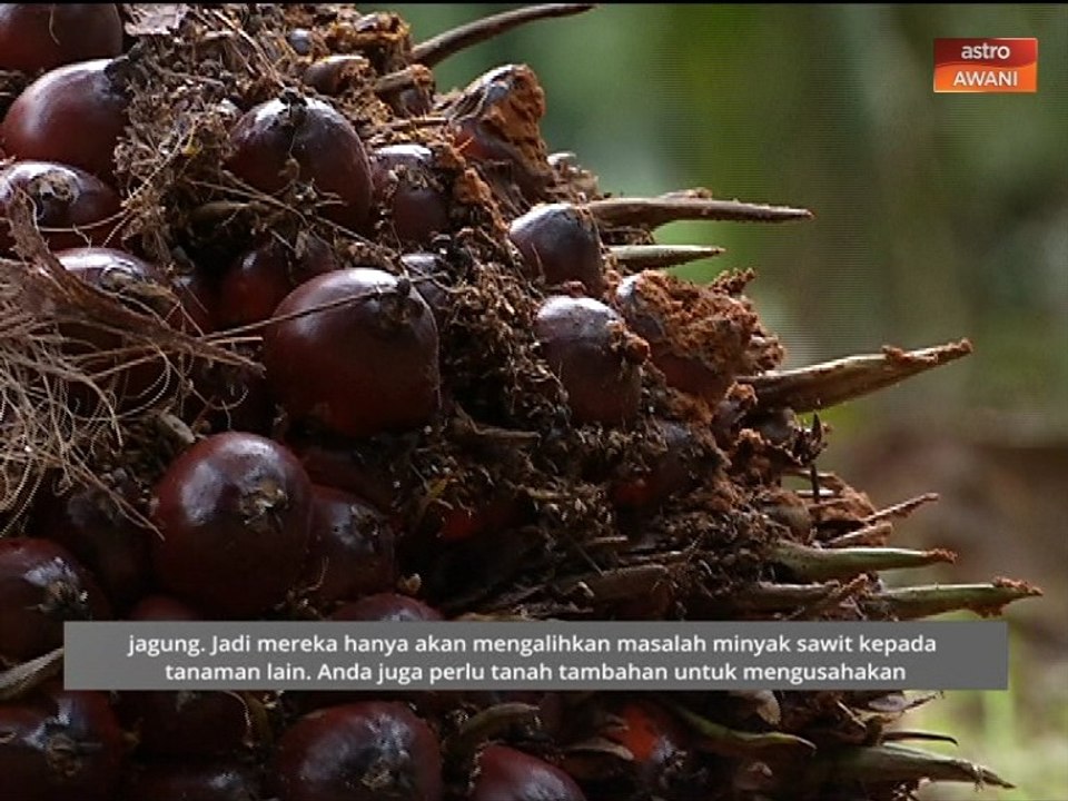 Niaga AWANI: Industri sawit - Antara dakwaan dan kebenaran