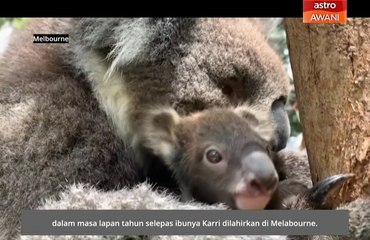 Zoo Melbourne sambut kehadiran anak koala pertama selepas lapan tahun
