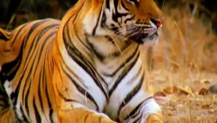 BIG CAT GAMES-NAT GEO WILD 02/06