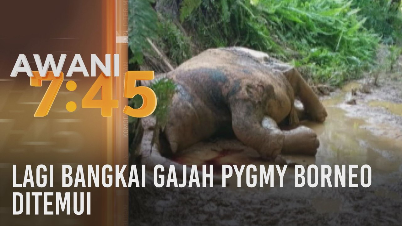 Lagi bangkai gajah pygmy Borneo ditemui