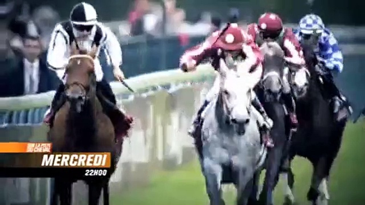 Prince du désert : le pur sang arabe