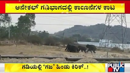 Wild Elephants Menace In Anekal Border