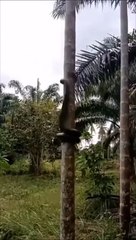 Les serpents ça sait grimper... et bien en plus